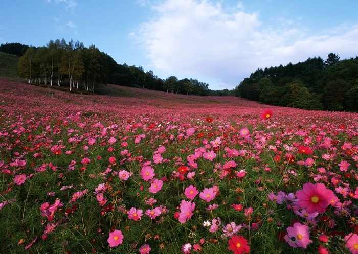 Field of pink and red cosmos flowers with trees on a hill