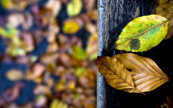 Autumn leaves on a wooden surface