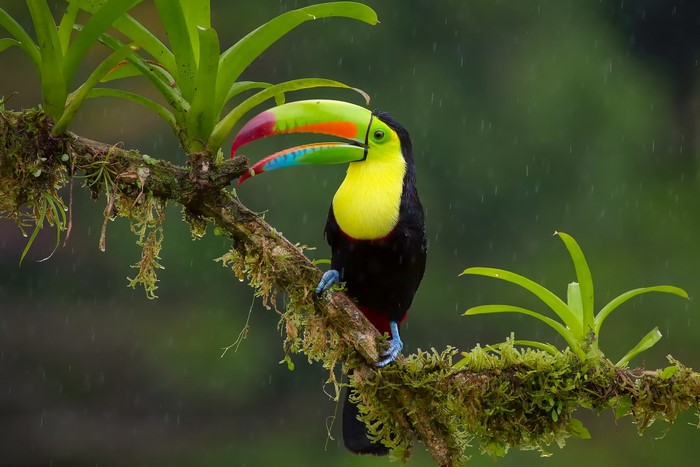 Keel-billed toucan perched on a mossy branch in the rain