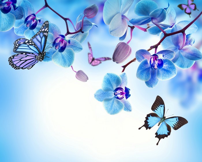 Blue Orchids and Butterflies