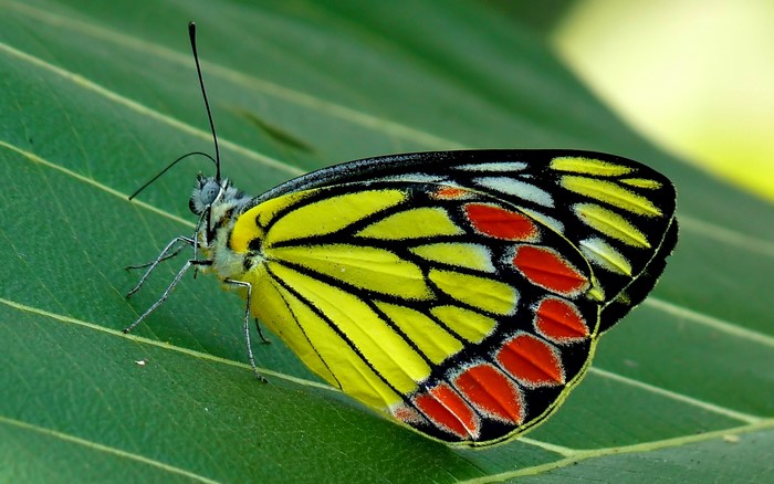 Yellow butterfly with red spots on a green leaf