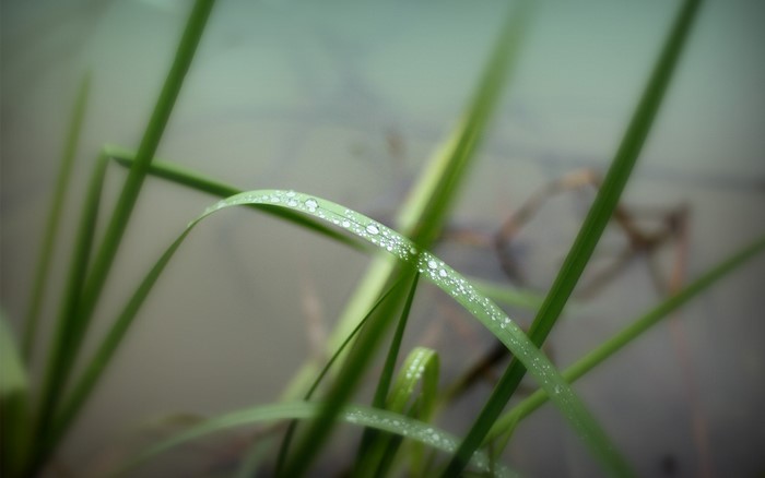 Grass with dew drops