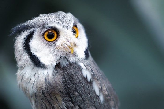Close-up of a White-faced Owl