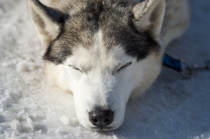 Husky dog sleeping in the snow