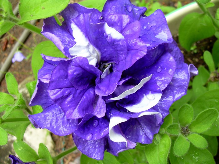 Purple and white ruffled petunia flower with water droplets