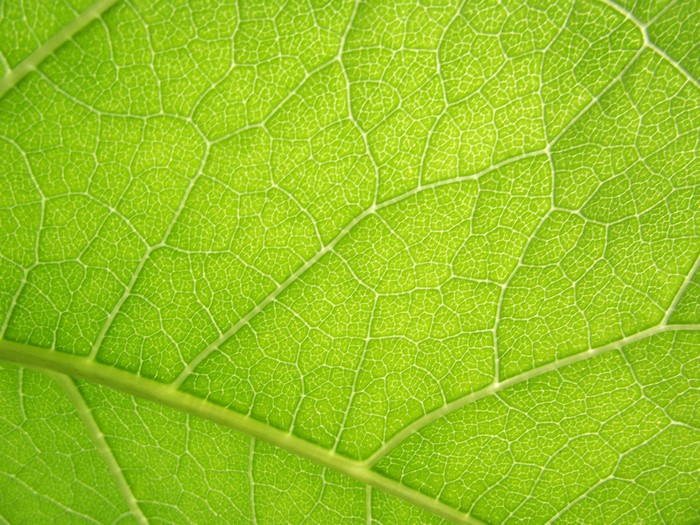 Closeup of a green leaf texture