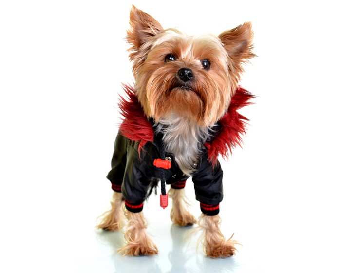 4K, 5K, Dogs, Clothes, Yorkshire terrier, Uniform, Glance, HD Wallpaper