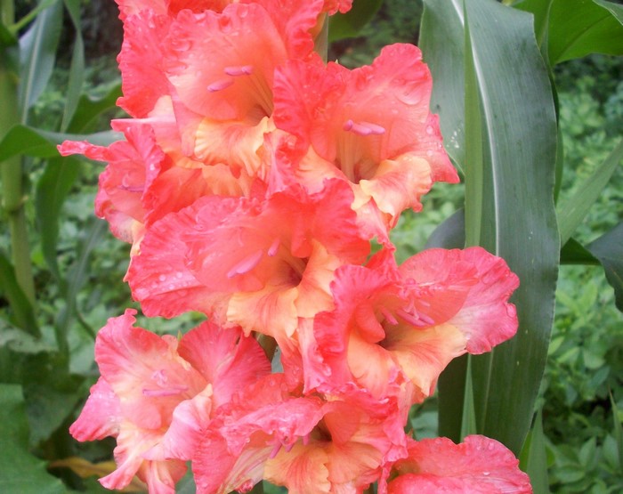 Close-up of pink and orange gladiolus flowers