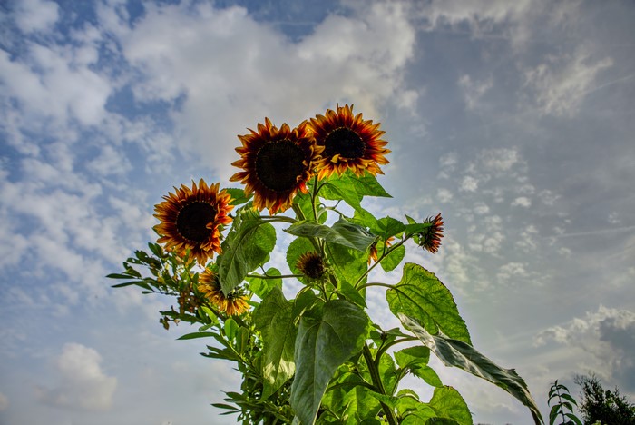 Sunflowers against a cloudy sky