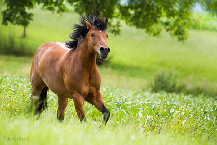 Brown horse running in a grassy field