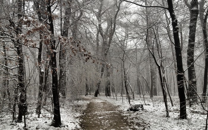 Snowy forest trail with bare trees