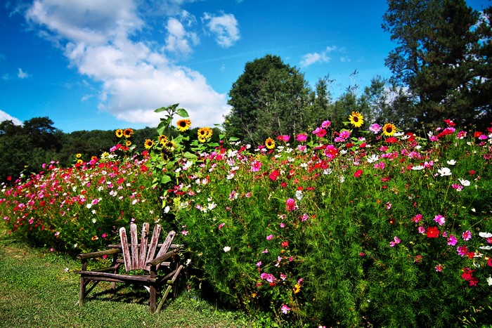 4K Garden with Sunflowers, Cosmos, and Bench