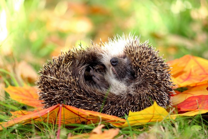 Hedgehog curled up in autumn leaves