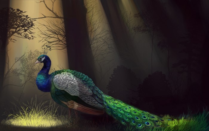 A peacock stands in a sunlit forest