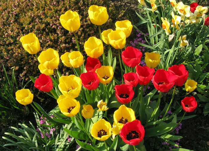 Red and yellow tulips in a garden