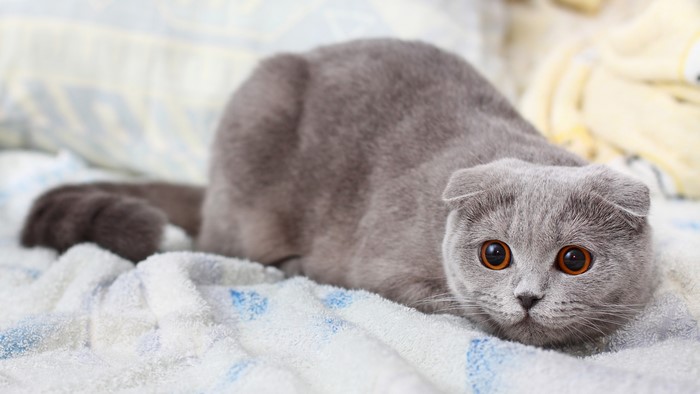 Grey Scottish Fold Cat with Orange Eyes