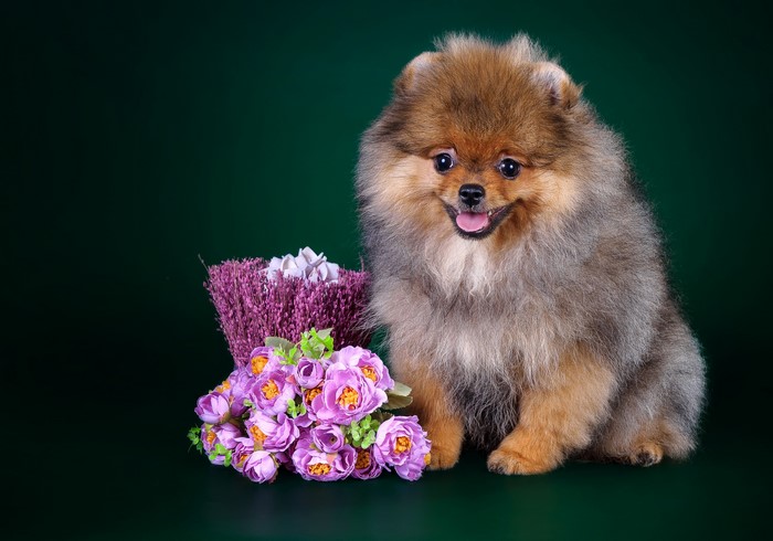Pomeranian puppy with purple flowers