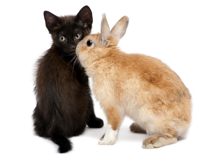 Black kitten and brown rabbit