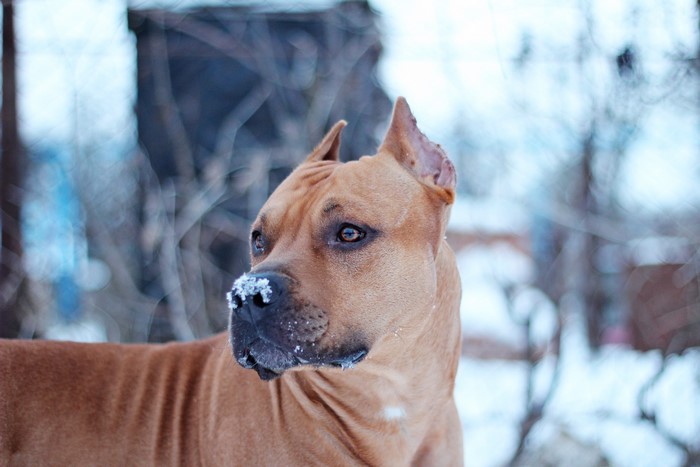 American Staffordshire Terrier in Snow