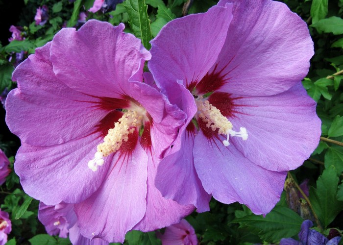 Two purple hibiscus flowers with red centers