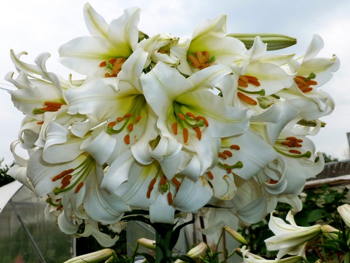 A large cluster of white lilies in bloom