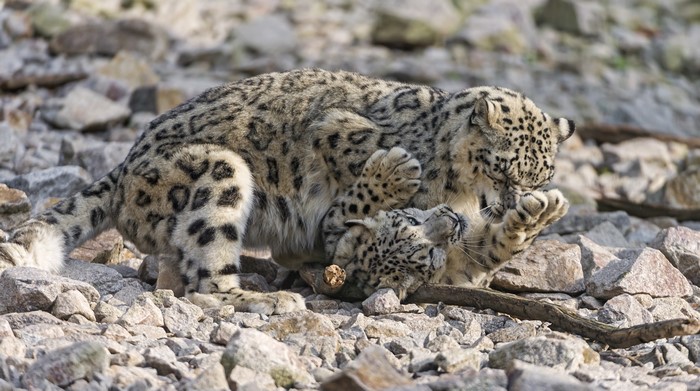 Two snow leopards playing on stones