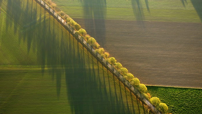 Aerial view of a tree-lined road through agricultural fields in autumn