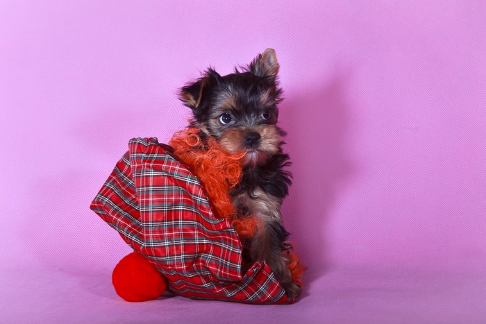 Yorkshire terrier puppy in a red plaid blanket