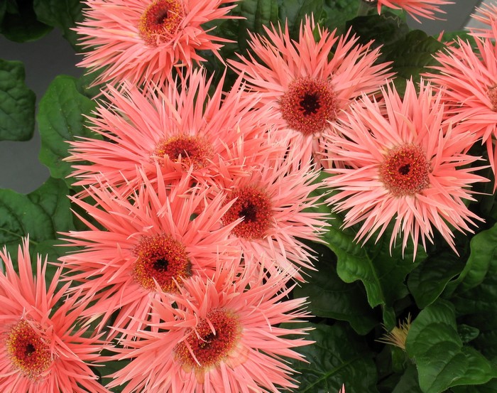 Close-up of pink Gerbera daisies