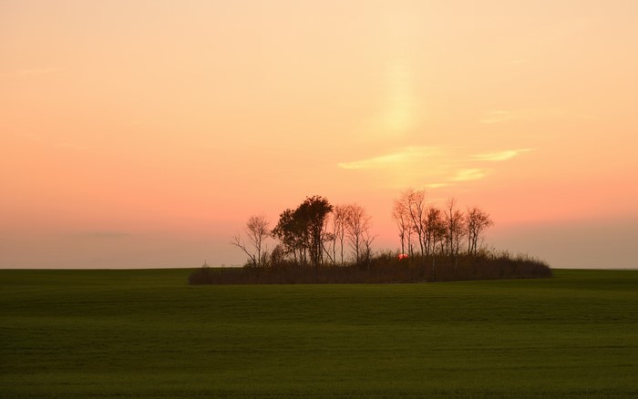 Trees in a field at sunset