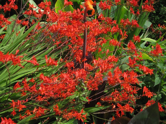 Red Crocosmia flowers in a garden