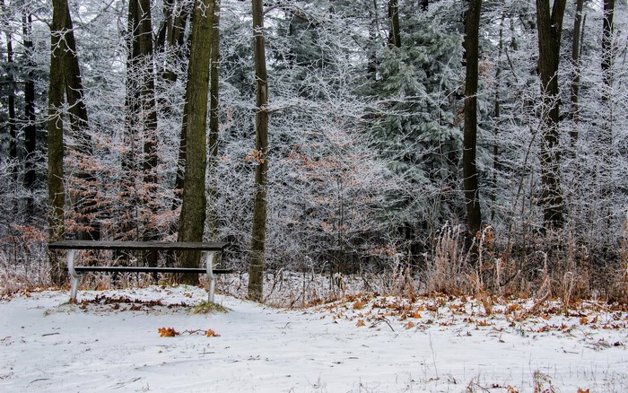 Bench in a Frost-Covered Forest in Winter