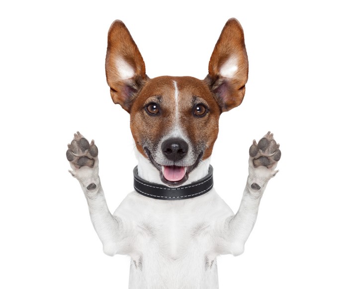 Jack Russell Terrier Dog with Paws Up