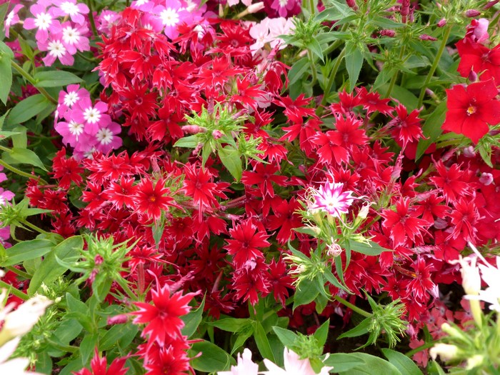 Vibrant Red and Pink Phlox Flowers 4K
