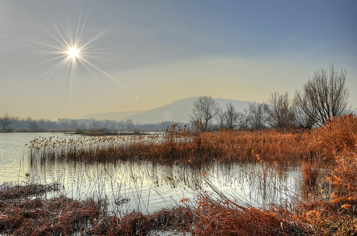 Sunlight shining over a lake with reeds