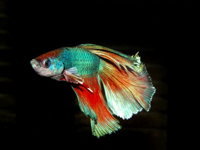 Betta fish with flowing fins