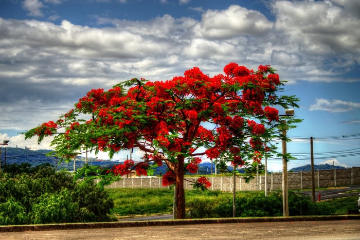 A blooming Delonix tree with red flowers under a cloudy sky