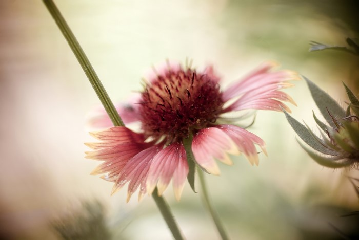 Close-up of a pink and yellow Rudbeckia flower