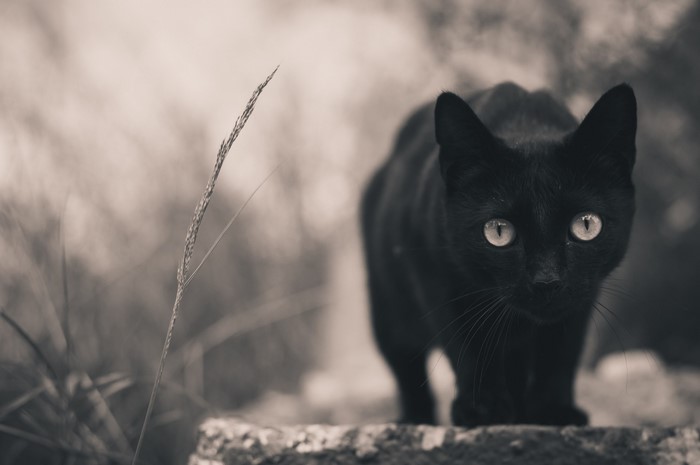 Black cat with bright eyes looking forward