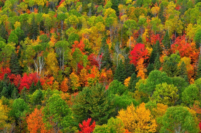 Forest canopy with vibrant autumn foliage