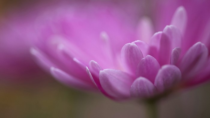 Close-up of a pink chrysanthemum flower