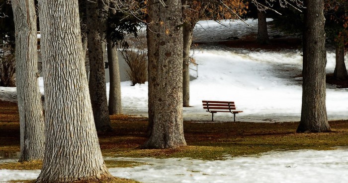 Park bench among trees with snow