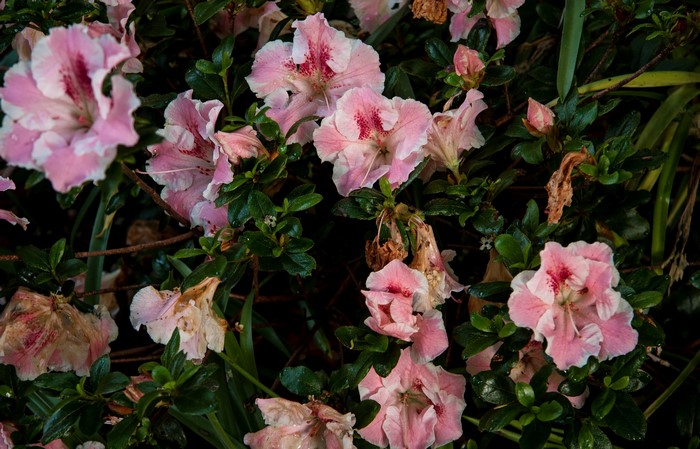 Pink and white azaleas with green leaves