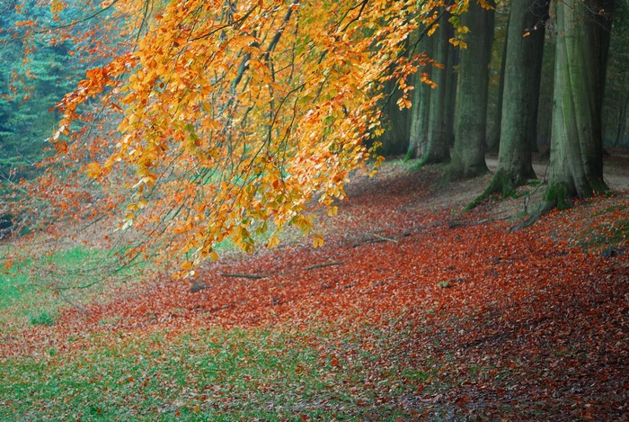 Autumn forest with fallen leaves and trees