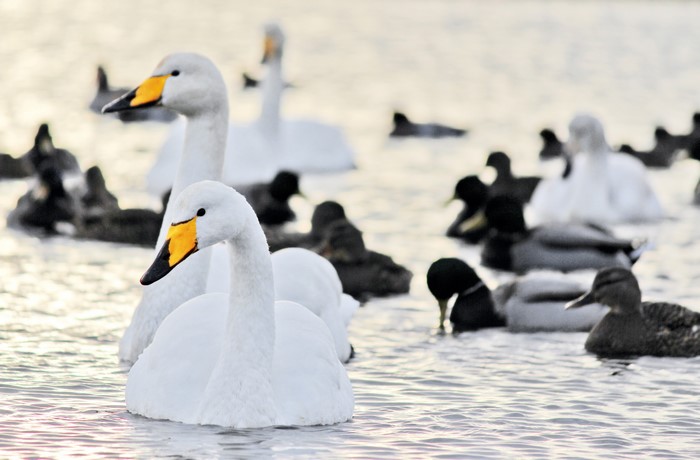 4K Swans and Ducks on Water