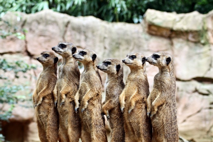 A group of meerkats standing alert
