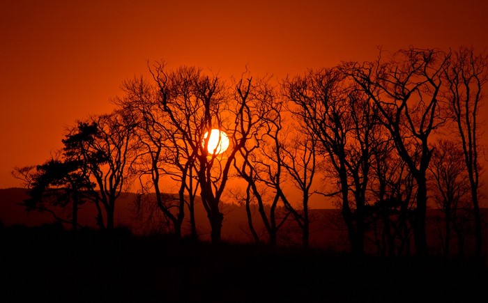 Silhouette of trees against a vibrant orange sunset