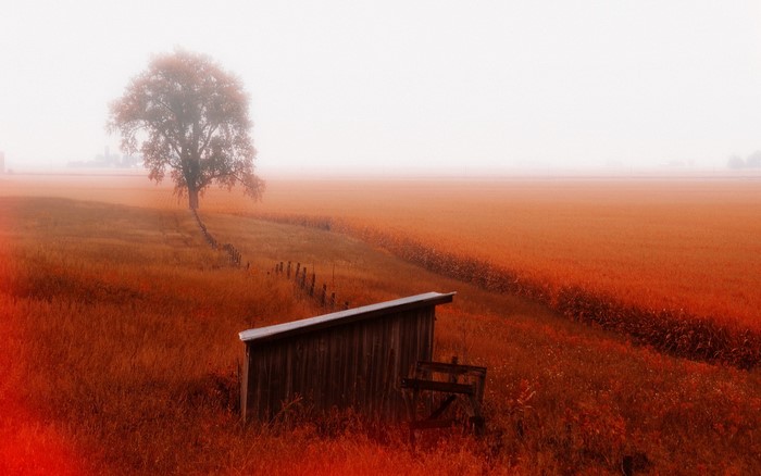 Foggy Field with Tree and Shed