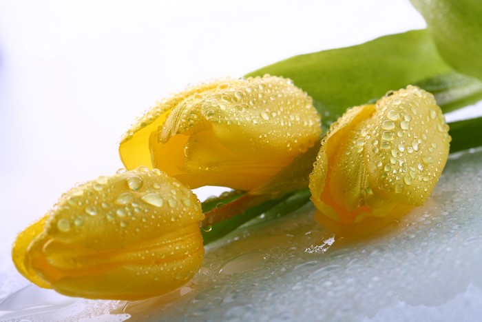 Three yellow tulips with water drops