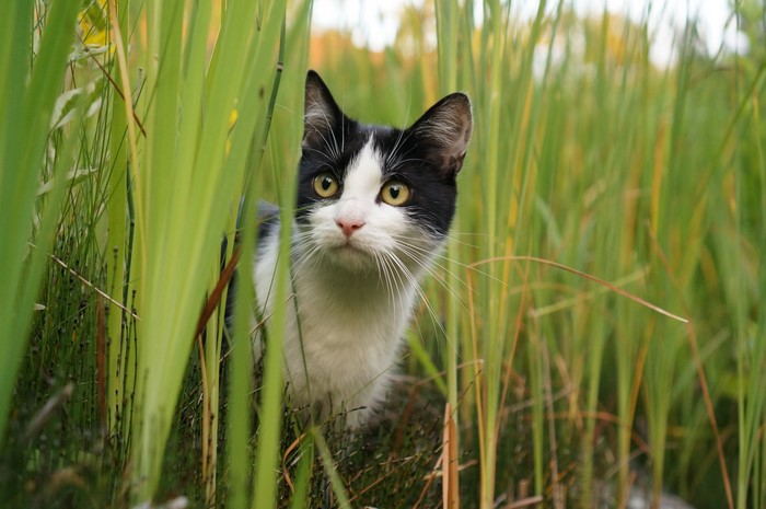 Black and white cat peeking through tall grass